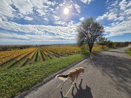 Fotografie de la Thomas Hillinger de-a lungul turului
