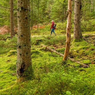 Über naturnahe Waldwege gelangt man ins kleine Enztal samt Quelle