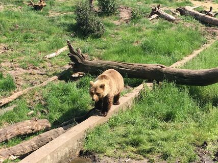 Bärin im Wildpark Gangelt