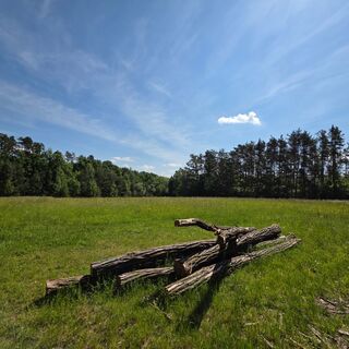 Baumstämme liegen auf einer Waldwiese