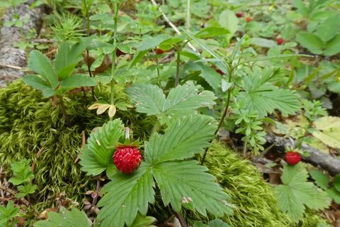 Steinriegel – Amundsenhöhe