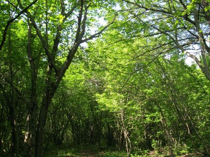Hundsheimerberg