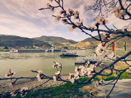 Marillenblüte mit Rollfähre Spitz