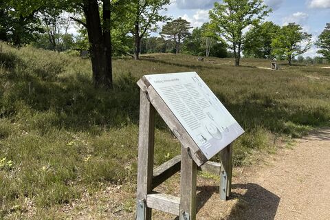 Behringer-Hügelgräberheide-Schild-Baum-ccbysa-foto©bispingen-touristik-min.jpeg