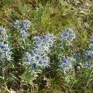 Blüten entlang gesendet. CAI 994