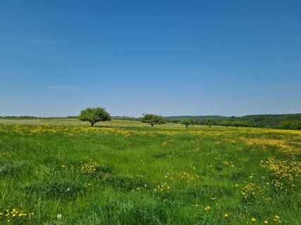 Wiesenlandschaft auf der Alschbacher Höhe
