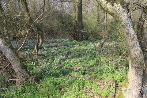 Lerchenspornblüten