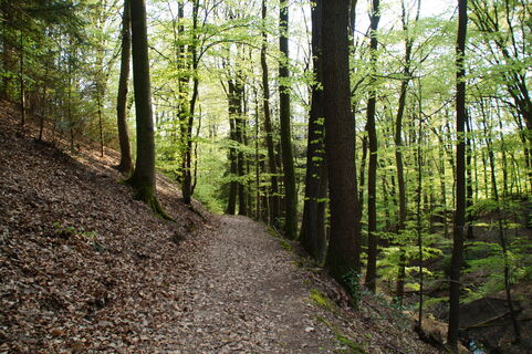 Waldweg zwischen Kern und Honsbach