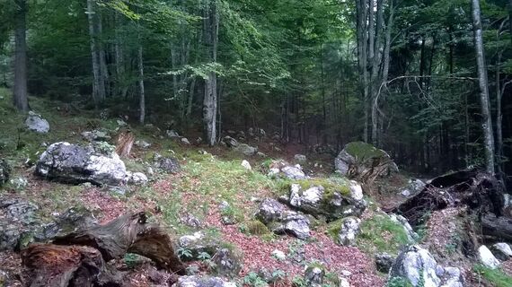 Durch den Buchenwald