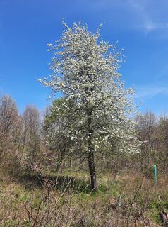 Foto von Csaba Várszegi entlang der Tour