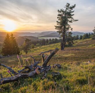Heidelandschaft bei Sonnenuntergang
