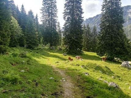 Wald und Wiesen wechseln sich ab