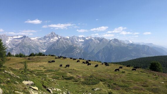 Fotografija s spletne strani Philipp Hosennen na poti