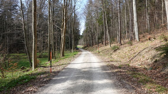 Forststraße in den Salygraben