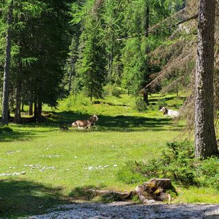 Fotografija s spletne strani SebastianB na poti