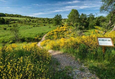 Besenginster im Offenland der Dreiborner Hochfläche