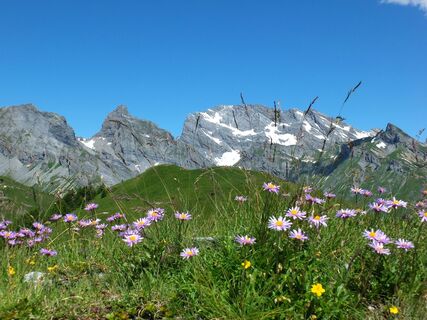 Blumenwiese mit Bergspitzen im Hintergrund