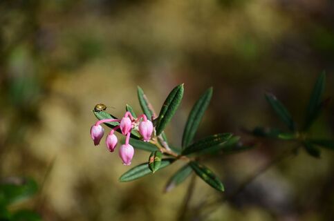 Sumpfblumen wachsen am Rundweg Kirveslampi