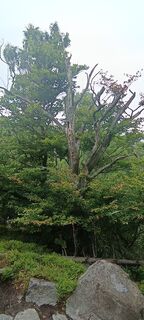 Fotografija s spletne strani Adam Akwen na poti