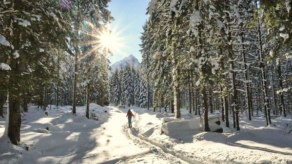 Der Forstweg führt durch den Wald