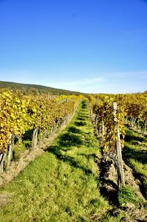 Fotografia z Kellner Heidi na trase