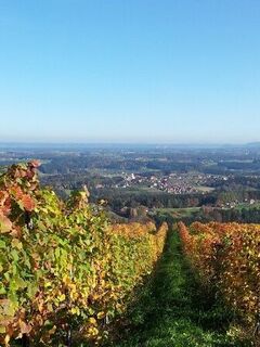 Weinzeile im Herbst, Blick nach St. Stefan/Stainz