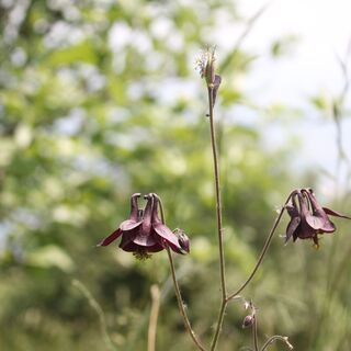 Blüte entlang gesendet. CAI 990