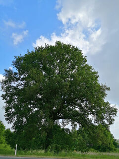 Baum im Depot