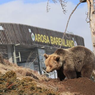 Ameila gräbt eine Höhle.