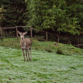 Wildgehege im Sankenbach