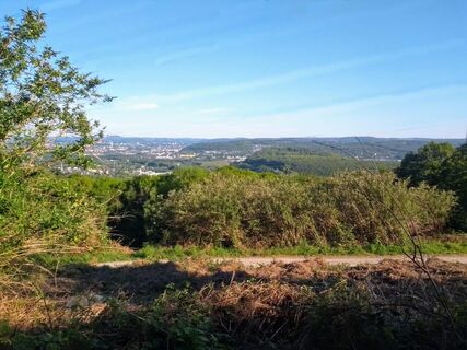 Wald Nacken