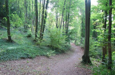 Holz-Gehölze-Poix-de-Picardie