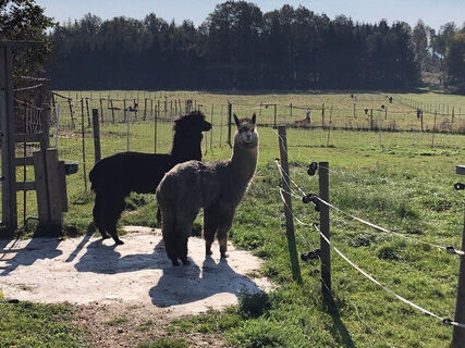 Alpakas
