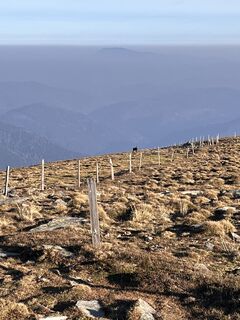 Photo de coochi le long du parcours