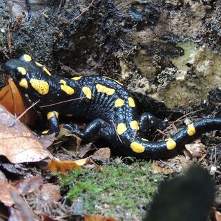Feuersalamander