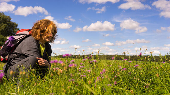 Bunte und duftende Wiesenblumen am NORDPFAD Wümmeniederung