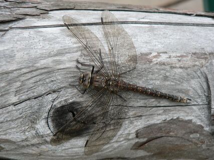 Römerweg Radstadt-Spittal