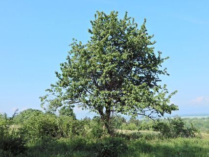 Katzelsdorf - Rosalia - Walpersbach - Bad Erlach