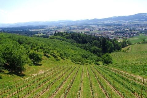 Weingarten beim Lenzbauer