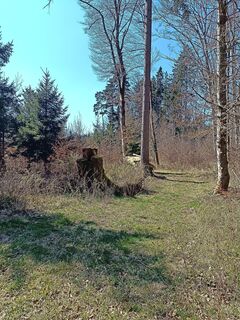 3-fach Wurzelstock - hier hinein weiter