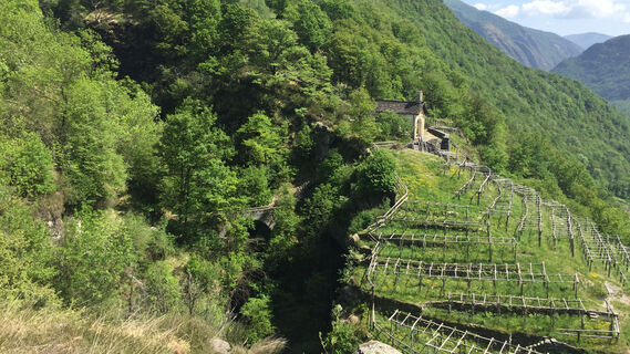 Vigneti della Pioda