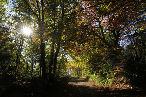 Schattenspendender Waldweg