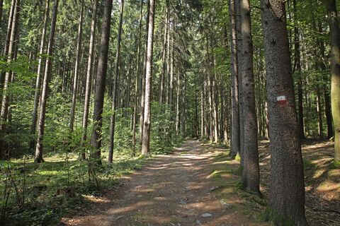 Waldweg