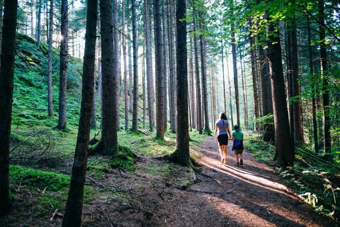 Waldweg Slow Trail Zwergsee