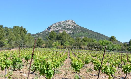OENORANDO VISSOU 2 @ Gilles Delerue