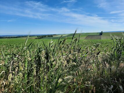 Am Weg