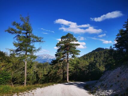 Erlauf_Walster1