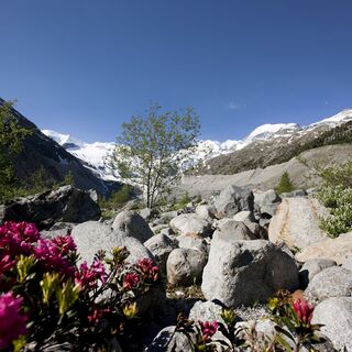 Blumen Morteratschgletscher