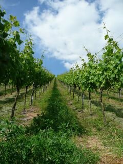 Sachsenheim-Hohenhaslach - Weinberg