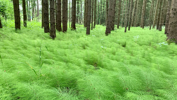 Natur pur!